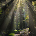 Lichtstrahlen im Wald - Light rays in the forest