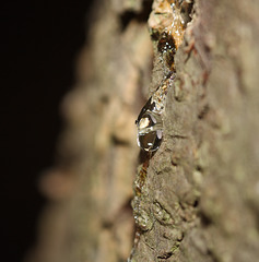 Solidified tree trunk sap