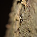 Solidified tree trunk sap