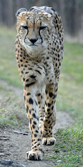 Gepard auf Tour (© Buelipix)