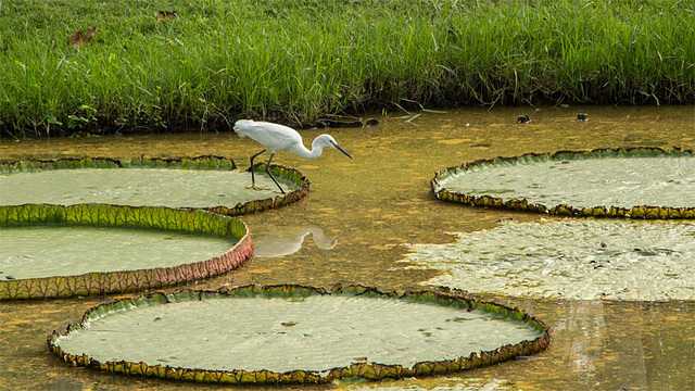 Egret ready to dive in a Bangkok park