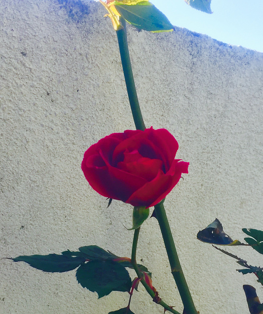 La rose, le mur et mes doigts ...