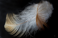 Feathers (MM 2.0) (3 PiPs)
