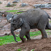 Baby elephant in a hurry