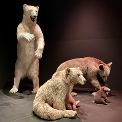 Naturalis 2020 – Bears