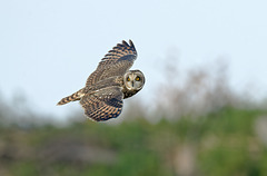 Hibou des marais - short eared Owl