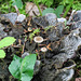 Tiny mushrooms growing on lichen