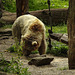 20170615 1917CPw [D~MS]  Syrischer Braunbär, Zoo Münster