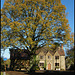 village oak in autumn