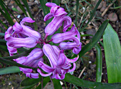 Dwarf hyacinth