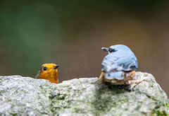 Robin and nuthatch faceoff
