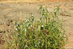 20200217-3480 Leucas aspera (Willd.) Link