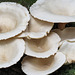 Very large, white fungi