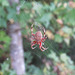 Orb-weaving spider - prob. genus Araneus