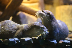 Otters Grooming