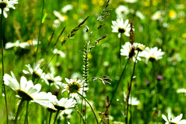 Dog Daisies and Grasses