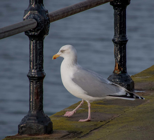 Gull on West Kirby promanade