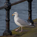 Gull on West Kirby promanade