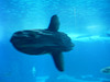 Sunfish (Mola mola).