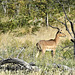 Impala Antilope im Busch