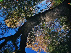 Reflected Tree. Wallsend Park