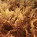 Golden ferns of Autumn