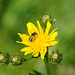 Winzige Biene auf geber Blüte