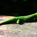 Madagaskar-Taggecko