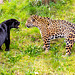 Jaguars together