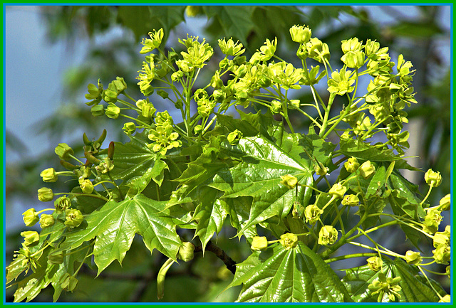 Maple blossoms...©UdoSm