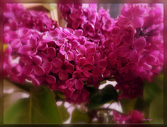 Bon jeudi mes ami(e)s ! un bouquet de lilas pour vous❤️