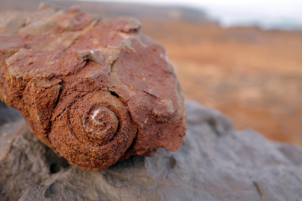 Guincho, Spiral ammonite
