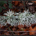 un lichen Evernia