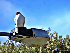 Pigeon On a Pole.