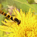 IMG 3512Hoverfly