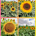 Sunflower-Power