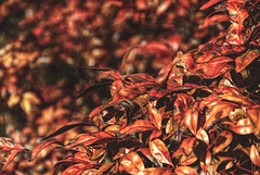 Red Leaves in Bright Sunshine