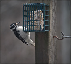 Hairy woodpecker at his breakfast