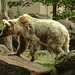 20170615 1921CPw [D~MS] Syrischer Braunbär, Zoo Münster