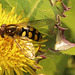 IMG 3517Hoverfly
