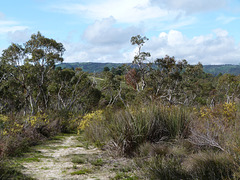 Field Naturalists Reserve near McLaren Vale
