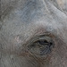 Elefanten: hohe Intelligenz und ausgezeichnetes Gedächtnis (© Buelipix)