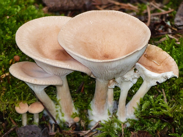 Fungi goblets