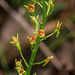 Malaxis spicata (Florida Adder's-mouth orchid)