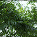 Phellodendron amurense - Phellodendron de l'Amour
