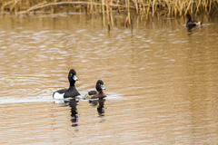 Tufted Duck Couple