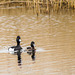 Tufted Duck Couple