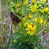 Ringlet butterfly playing hide and seek in the ragwort