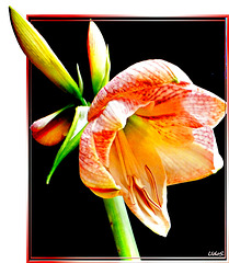 Blooming of an amaryllis blossom... ©UdoSm