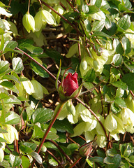 Clematis cirrhosa and rosebuds
